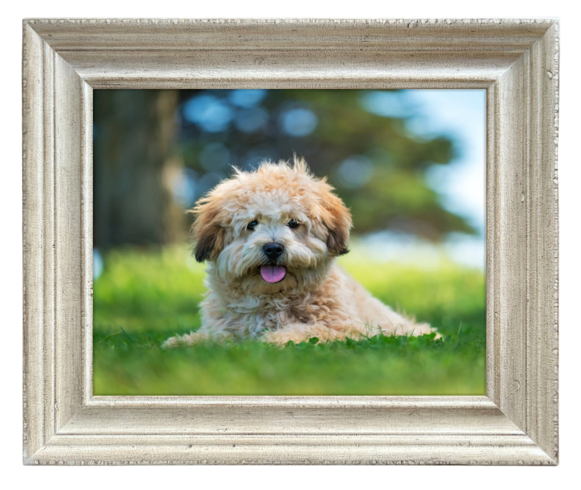 Farmhouse Rustic Natural Ivory Wood Wall Picture Frame 2.25 Inch Wide - West Frames